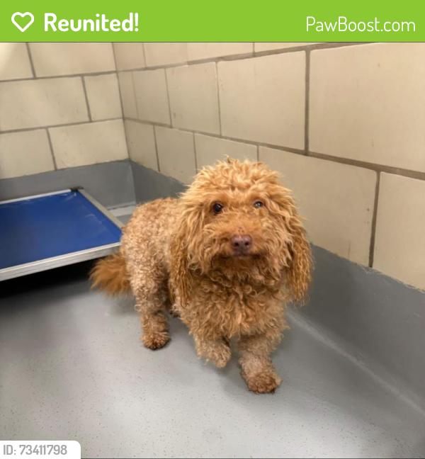 Reunited Unknown Dog last seen Located at Rockdale County Animal Service, 1506 Rockbridge Road, Conyers, GA 30012, Conyers, GA 30012