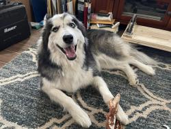 Lost Male Dog last seen George Dieter, El Paso, TX 79936