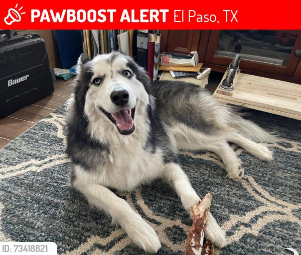 Lost Male Dog last seen George Dieter, El Paso, TX 79936