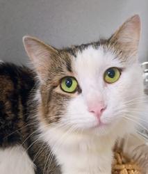 Shelter Stray Male Cat last seen Near Springer St, Atlanta, GA, 1251 Fulton Industrial Blvd NW, Atlanta, GA 30336, USA