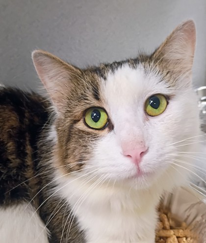 Shelter Stray Male Cat last seen Near Springer St, Atlanta, GA, 1251 Fulton Industrial Blvd NW, Atlanta, GA 30336, USA