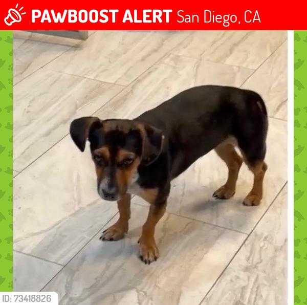 Lost Female Dog last seen dancy road in mira mesa, San Diego, CA 92126