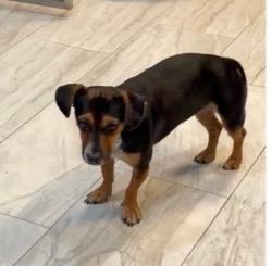 Lost Female Dog last seen dancy road in mira mesa, San Diego, CA 92126