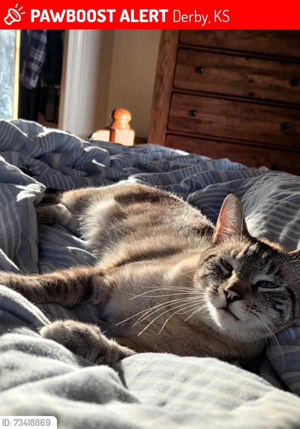 Lost Male Cat last seen 55th/Rock Rd, Derby, KS 67037