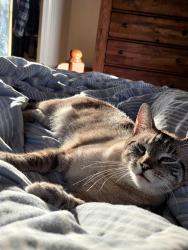 Lost Male Cat last seen 55th/Rock Rd, Derby, KS 67037
