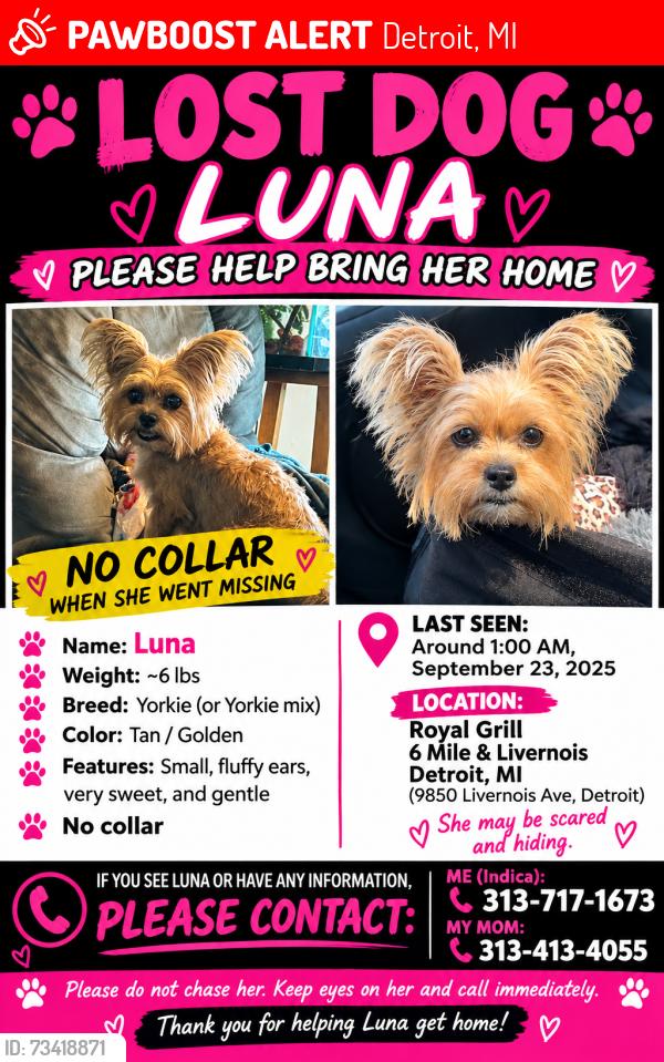 Lost Female Dog last seen Royal grill, Detroit, MI 48203
