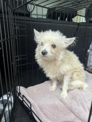 Found/Stray Male Dog last seen Ponce and Moreland, Atlanta, GA 30307