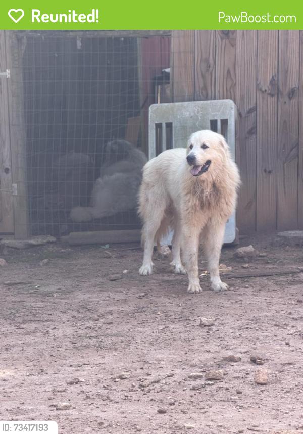 Reunited Male Dog last seen Dry Pond & Mt. Vernon, Monroe, GA 30656
