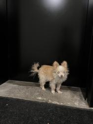 Lost Male Dog last seen Balaclava & W 7th Ave, Vancouver, BC V6K 1Z7