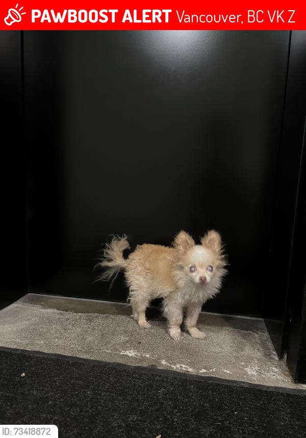 Lost Male Dog last seen Balaclava & W 7th Ave, Vancouver, BC V6K 1Z7