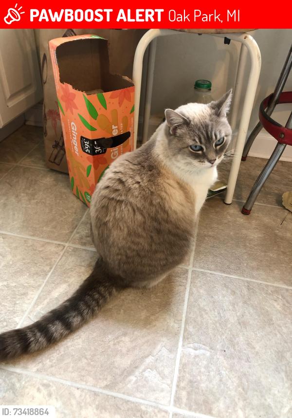 Lost Female Cat last seen coolidge and manhattan street, Oak Park, MI 48237