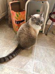 Lost Female Cat last seen coolidge and manhattan street, Oak Park, MI 48237