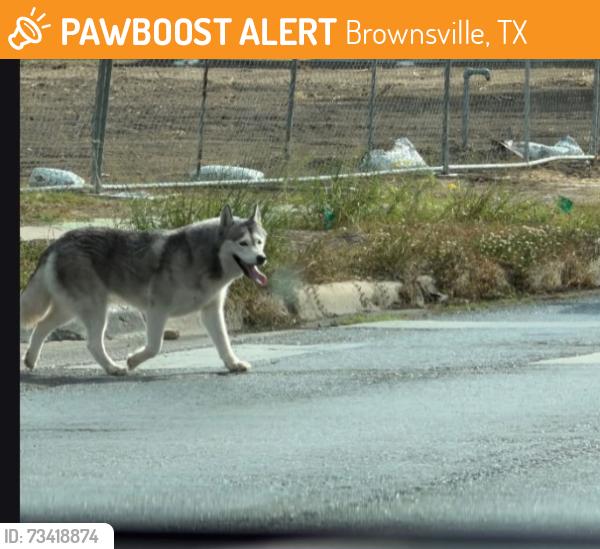 Found/Stray Unknown Dog last seen Boca chica/central avenue park, Brownsville, TX 78521