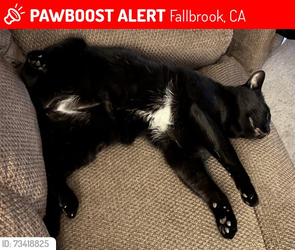Lost Male Cat last seen Aviation and Wisconsin, Fallbrook, CA 92028