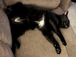 Lost Male Cat last seen Aviation and Wisconsin, Fallbrook, CA 92028