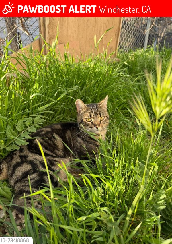 Lost Male Cat last seen Ninth street & Winchester Rd, Winchester, CA 92596