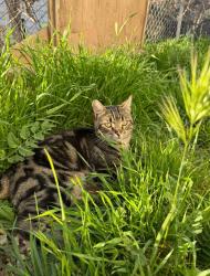Lost Male Cat last seen Ninth street & Winchester Rd, Winchester, CA 92596
