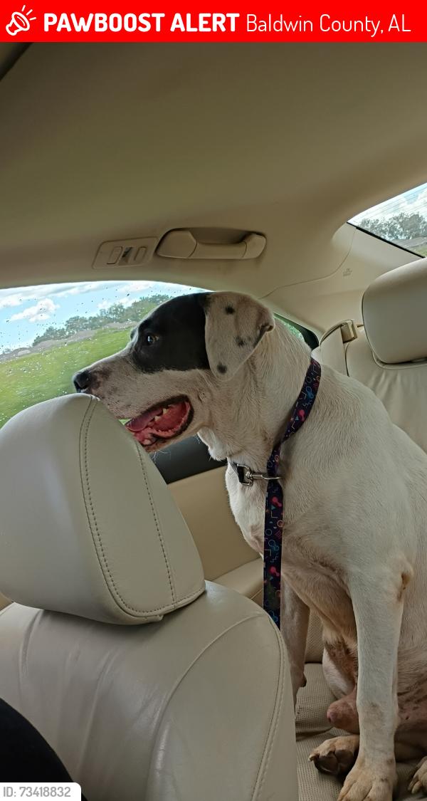 Lost Male Dog last seen Cr 99/91, Baldwin County, AL 36549