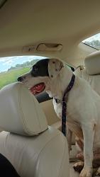 Lost Male Dog last seen Cr 99/91, Baldwin County, AL 36549