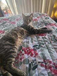 Lost Male Cat last seen Miller School, Tucson, AZ 85746
