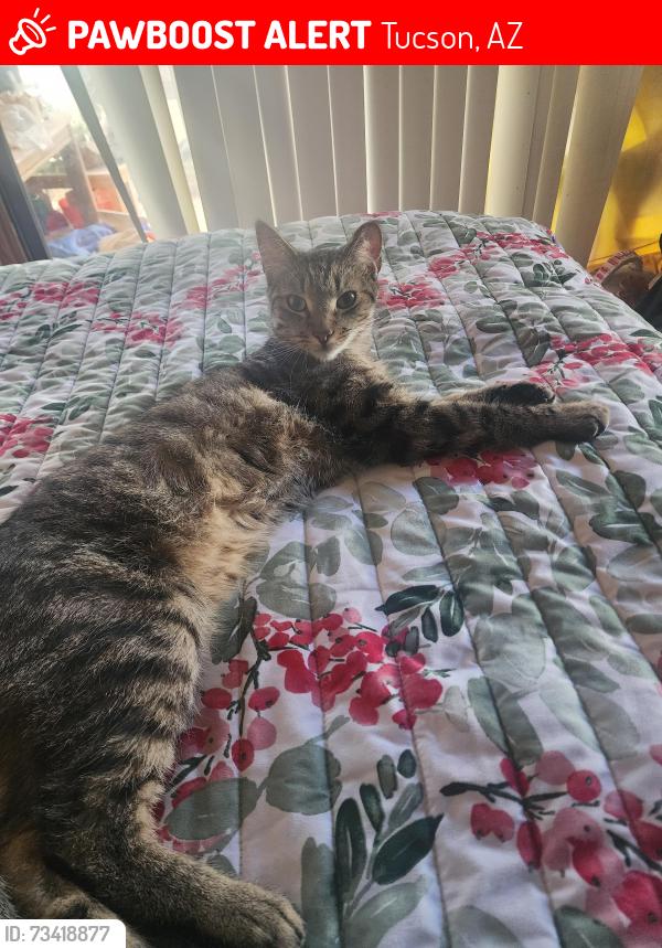 Lost Male Cat last seen Miller School, Tucson, AZ 85746