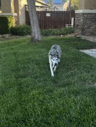 Reunited Female Dog last seen Vista verde elementary school, Victorville, CA 92392