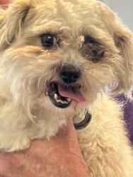 Shelter Stray Male Dog last seen Near Meade Village Road, SEVERN, MD, 21144, 411 Maxwell Frye Rd, Millersville, MD 21108, USA