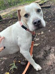 Shelter Stray Male Dog last seen Near Consett Court, SEVERN, MD, 21144, 411 Maxwell Frye Rd, Millersville, MD 21108, USA