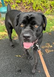 Shelter Stray Male Dog last seen Tyler Avenue, ANNAPOLIS, MD, 21403, 411 Maxwell Frye Rd, Millersville, MD 21108, USA