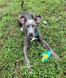 Shelter Stray Female Dog last seen Near Governor Ritchie Highway, GLEN BURNIE, MD, 21061, 411 Maxwell Frye Rd, Millersville, MD 21108, USA