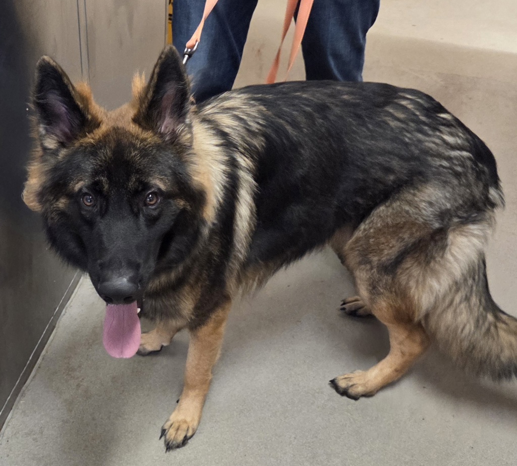 Shelter Stray Male Dog last seen Near Bay Head Road, Annapolis, MD, 21409, 411 Maxwell Frye Rd, Millersville, MD 21108, USA