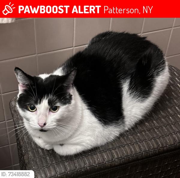 Lost Female Cat last seen Escaped 12 Manchester, last seen behind neighbors hse, Patterson, NY 12563