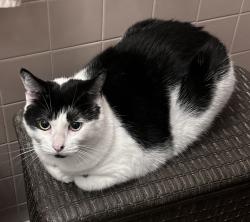Lost Female Cat last seen Escaped 12 Manchester, last seen behind neighbors hse, Patterson, NY 12563