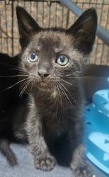 Shelter Stray Male Cat last seen Travis Place, San Diego, CA, 92126, 5500 Gaines St, San Diego, CA 92110, USA