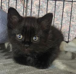 Shelter Stray Male Cat last seen Travis Place, San Diego, CA, 92126, 5500 Gaines St, San Diego, CA 92110, USA
