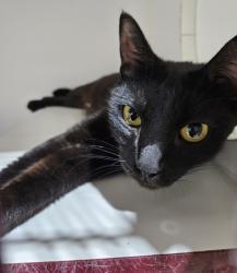 Shelter Stray Female Cat last seen Travis Place, San Diego, CA, 92126, 5500 Gaines St, San Diego, CA 92110, USA
