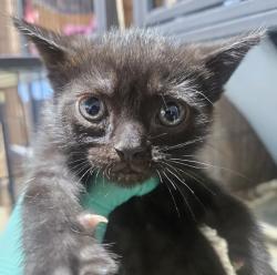 Shelter Stray Male Cat last seen Travis Place, San Diego, CA, 92126, 5500 Gaines St, San Diego, CA 92110, USA