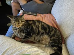 Reunited Female Cat last seen Bay Rd. By Spinas Park, Redwood City, CA 94063