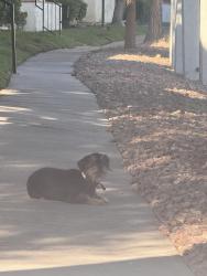 Found/Stray Unknown Dog last seen Spencer st and S Ottawa cir, Las Vegas, NV 89119