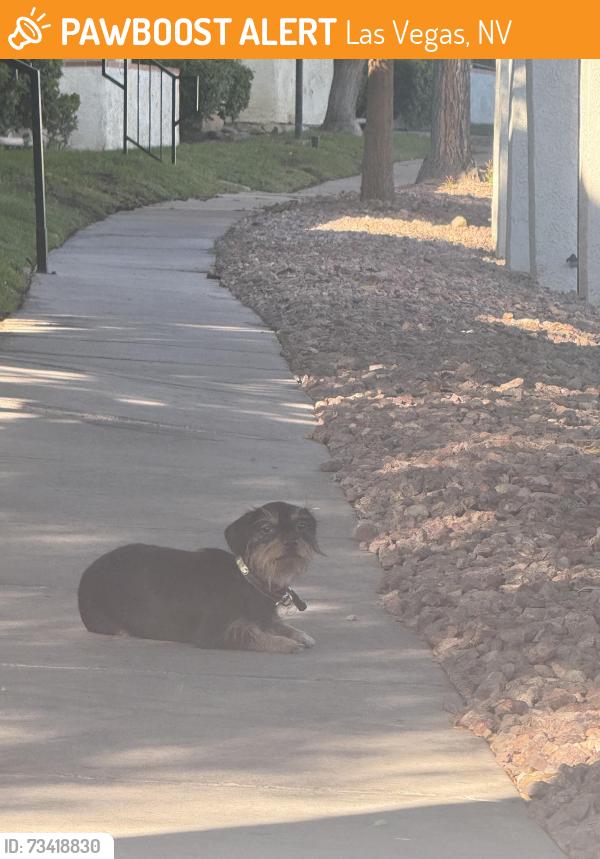 Found/Stray Unknown Dog last seen Spencer st and S Ottawa cir, Las Vegas, NV 89119