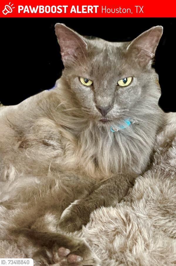 Lost Male Cat last seen Memorial Drive, Houston, TX 77079