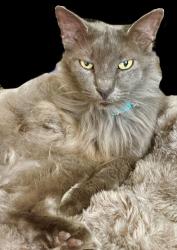 Lost Male Cat last seen Memorial Drive, Houston, TX 77079