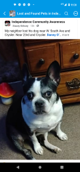 Reunited Female Dog last seen South St and Crysler Indep. Mo, Independence, MO 64052