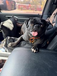 Lost Male Dog last seen County line rd, gibson, Gibson, GA 30810