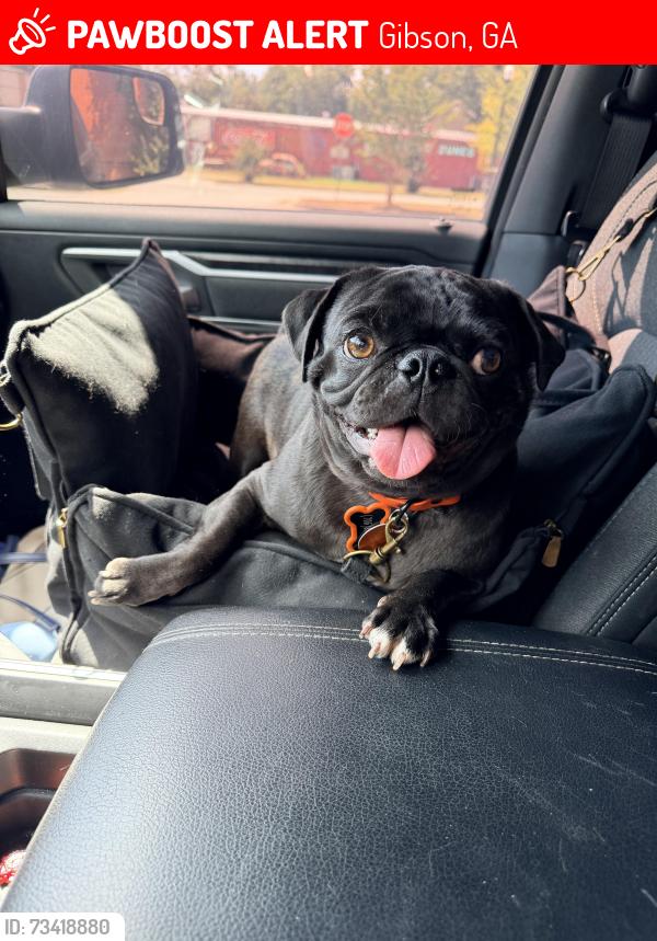 Lost Male Dog last seen County line rd, gibson, Gibson, GA 30810