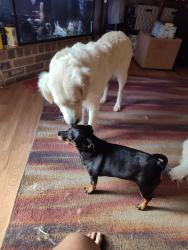 Lost Female Dog last seen Calgary, Richmond, TX 77469