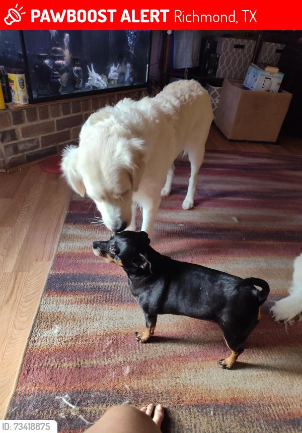 Lost Female Dog last seen Calgary, Richmond, TX 77469