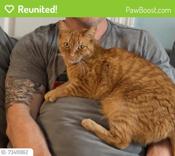 Reunited Male Cat last seen Folsom and 20th Street, San Francisco, CA 94110