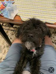 Lost Female Dog last seen Sweetwater drive - Buford dam road, Cumming, GA 30041