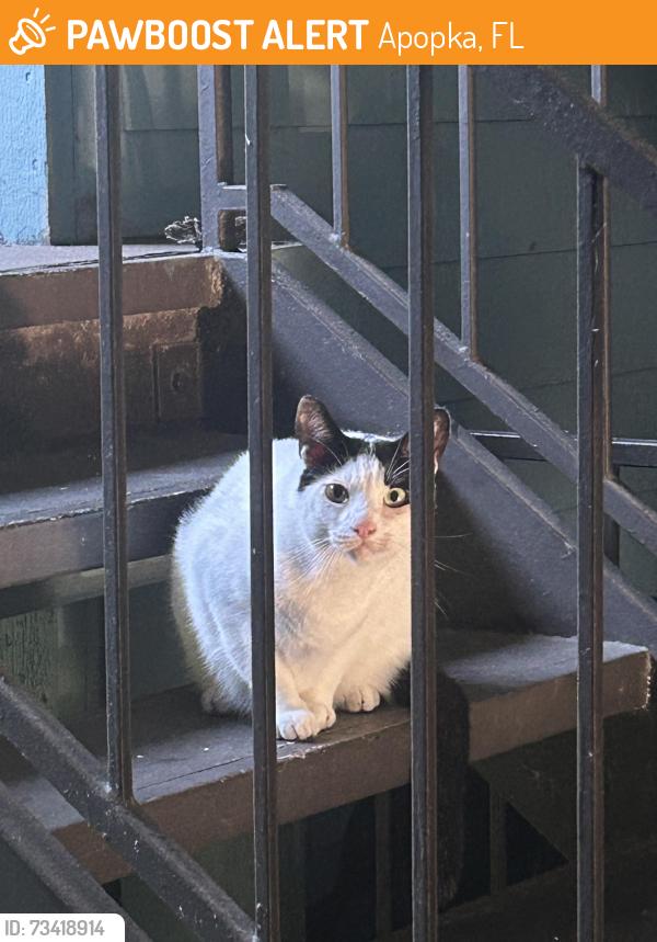 Found/Stray Male Cat last seen Building 23 of Cortland Mirror Lake apmts, Apopka, FL 32703
